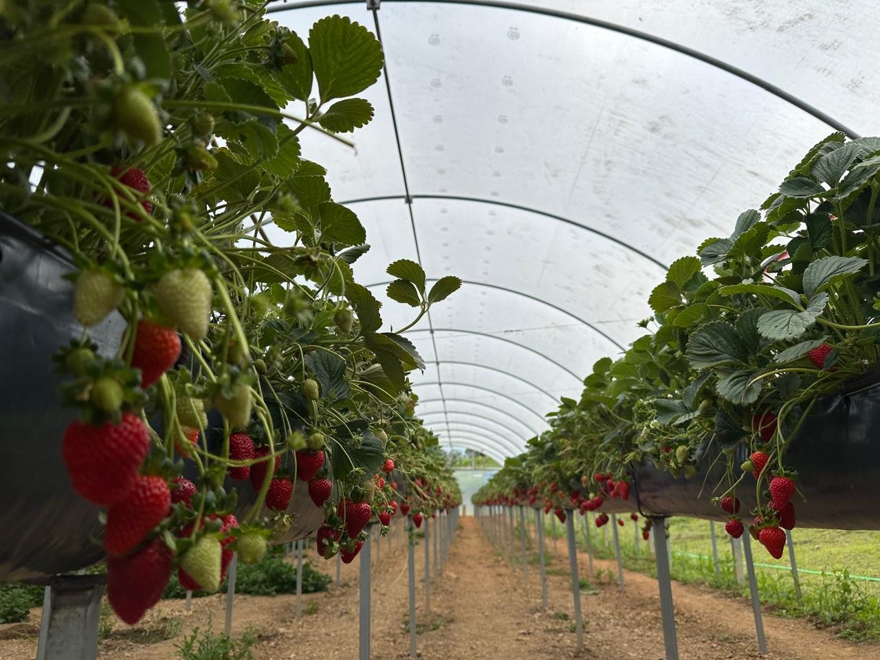 Fileiras de morangos no cultivo suspenso em estufa