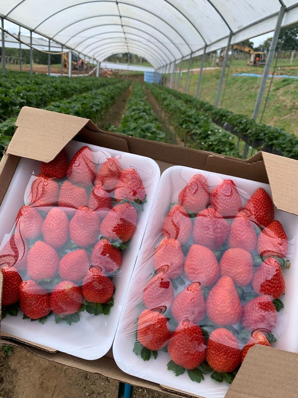 Morangos pendurados no cultivo suspenso